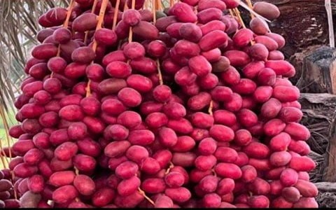 تصویر 1 از خرما مضافتی خوشه ای فله و ارزان مناسب مصرف روزانه